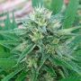 Panama x Bangi Haze Female Ace Cannabis Seeds