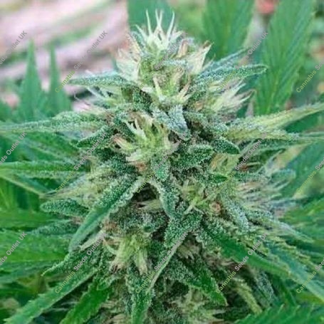 Panama x Bangi Haze Feminized Marijuana Strain by Ace Seeds For Sale Online at Cannabis Seeds Outlet