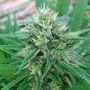 Panama x Bangi Haze Feminized Marijuana Strain by Ace Seeds For Sale Online at Cannabis Seeds Outlet