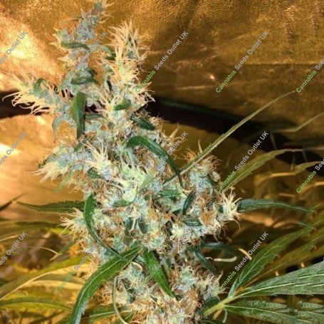 Purple Honduras Haze Regular Marijuana Strain by Ace Seeds For Sale Online at Cannabis Seeds Outlet