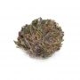 Purple Honduras Haze Regular by Ace Seeds THC Content Potency Strength CBD Height Yield Flowering Time Indica Sativa Genetics