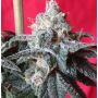Snow Moon Reg or Female Ace Cannabis Seeds