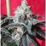 Snow Moon Regular Marijuana Strain by Ace Seeds For Sale Online at Cannabis Seeds Outlet
