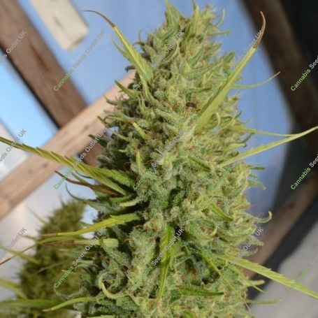 Super Malawi Haze Feminized Marijuana Strain by Ace Seeds For Sale Online at Cannabis Seeds Outlet