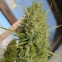 Super Malawi Haze Feminized Marijuana Strain by Ace Seeds For Sale Online at Cannabis Seeds Outlet