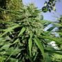 Tikal Reg or Female Ace Cannabis Seeds