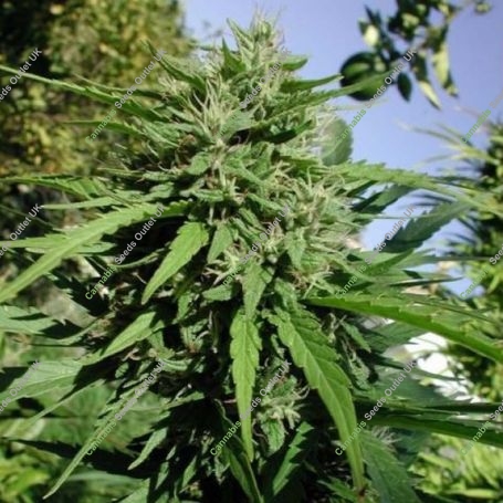 Tikal Regular Marijuana Strain by Ace Seeds For Sale Online at Cannabis Seeds Outlet