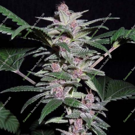 Violeta Regular Marijuana Strain by Ace Seeds For Sale Online at Cannabis Seeds Outlet