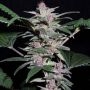 Violeta Regular Marijuana Strain by Ace Seeds For Sale Online at Cannabis Seeds Outlet