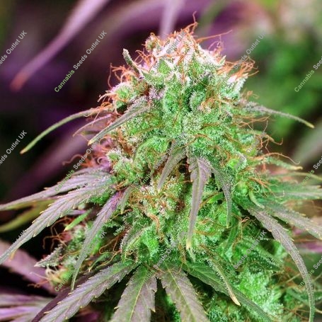 Zamaldelica Regular Marijuana Strain by Ace Seeds For Sale Online at Cannabis Seeds Outlet