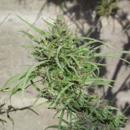 Ethiopia Regular Marijuana Strain by Ace Seeds For Sale Online at Cannabis Seeds Outlet