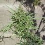 Ethiopia Regular Marijuana Strain by Ace Seeds For Sale Online at Cannabis Seeds Outlet
