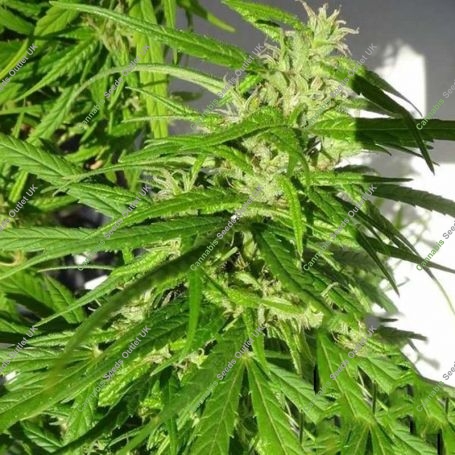 Green Haze Regular Marijuana Strain by Ace Seeds For Sale Online at Cannabis Seeds Outlet