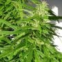 Green Haze Regular Marijuana Strain by Ace Seeds For Sale Online at Cannabis Seeds Outlet