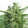 Green Haze x Malawi Reg Ace Marijuana Seeds