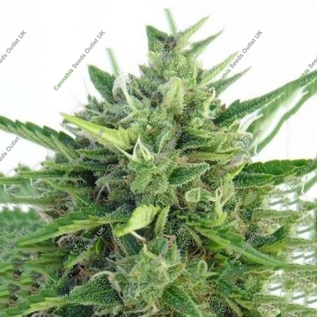 Green Haze x Malawi Regular Marijuana Strain by Ace Seeds For Sale Online at Cannabis Seeds Outlet
