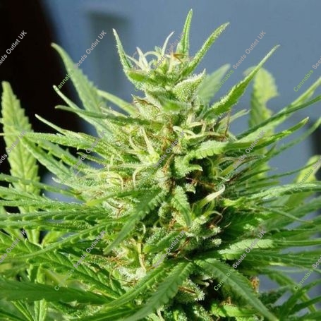 Guawi Regular Marijuana Strain by Ace Seeds For Sale Online at Cannabis Seeds Outlet