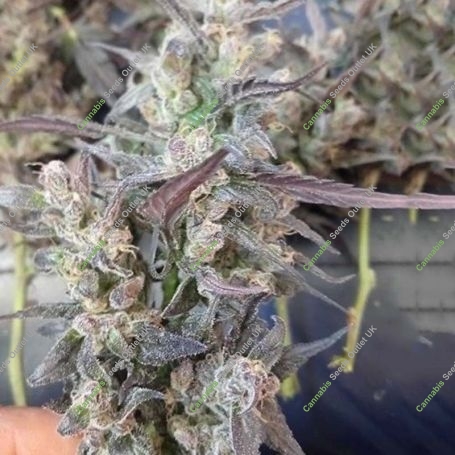 Haze x Kali China Feminized Marijuana Strain by Ace Seeds For Sale Online at Cannabis Seeds Outlet