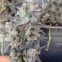 Haze x Kali China Feminized Marijuana Strain by Ace Seeds For Sale Online at Cannabis Seeds Outlet