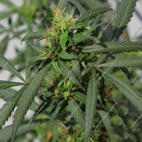 Hokkaido Japan Regular Marijuana Strain by Ace Seeds For Sale Online at Cannabis Seeds Outlet