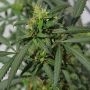 Hokkaido Japan Regular Marijuana Strain by Ace Seeds For Sale Online at Cannabis Seeds Outlet