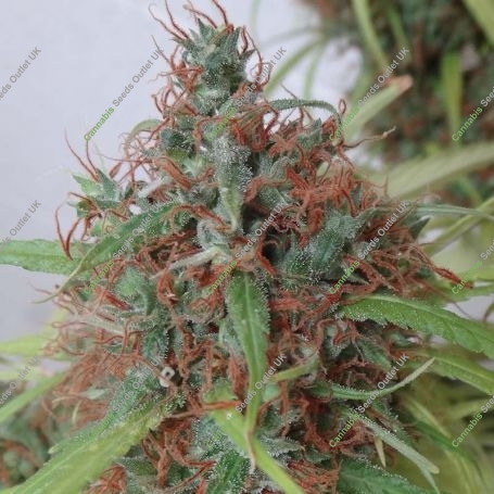 Honduras Regular Marijuana Strain by Ace Seeds For Sale Online at Cannabis Seeds Outlet