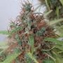 Honduras Regular Marijuana Strain by Ace Seeds For Sale Online at Cannabis Seeds Outlet
