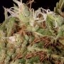 Honduras Regular by Ace Seeds THC Content Potency Strength CBD Height Yield Flowering Time Indica Sativa Genetics