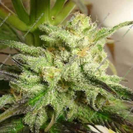 Kali China Feminized Marijuana Strain by Ace Seeds For Sale Online at Cannabis Seeds Outlet