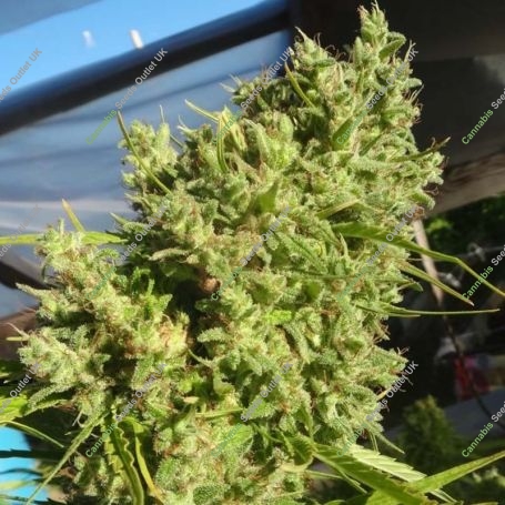 Killer A5 Haze Feminized Marijuana Strain by Ace Seeds For Sale Online at Cannabis Seeds Outlet