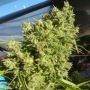 Killer A5 Haze Feminized Marijuana Strain by Ace Seeds For Sale Online at Cannabis Seeds Outlet