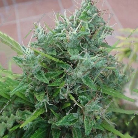 Lebanese Regular Marijuana Strain by Ace Seeds For Sale Online at Cannabis Seeds Outlet