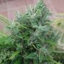 Lebanese Regular Marijuana Strain by Ace Seeds For Sale Online at Cannabis Seeds Outlet
