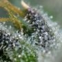 Lebanese Regular by Ace Seeds THC Content Potency Strength CBD Height Yield Flowering Time Indica Sativa Genetics