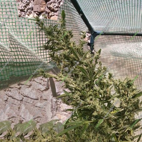 Malawi x NL Auto Feminized Marijuana Strain by Ace Seeds For Sale Online at Cannabis Seeds Outlet