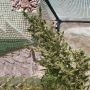Malawi x NL Auto Feminized Marijuana Strain by Ace Seeds For Sale Online at Cannabis Seeds Outlet
