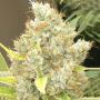 Malawi x Panama Female Ace Marijuana Seeds