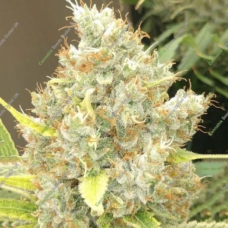 Malawi x Panama Feminized Marijuana Strain by Ace Seeds For Sale Online at Cannabis Seeds Outlet