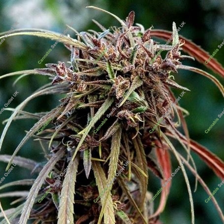 Oldtimers Haze Regular Marijuana Strain by Ace Seeds For Sale Online at Cannabis Seeds Outlet