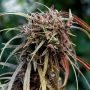 Oldtimers Haze Regular Marijuana Strain by Ace Seeds For Sale Online at Cannabis Seeds Outlet