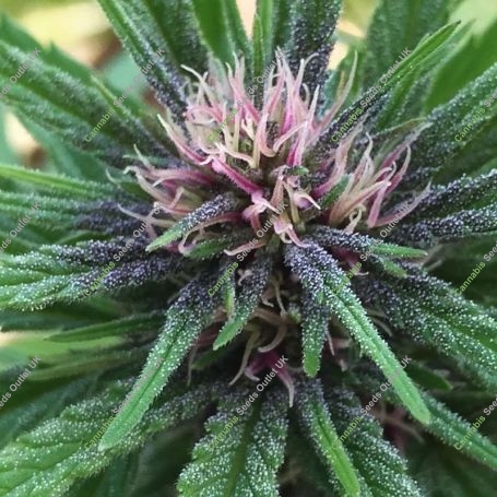 Panama Haze Marijuana Strain by Ace Seeds For Sale Online at Cannabis Seeds Outlet
