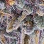 Ace Seeds Panama Haze Smoke Buds Weed Ganja Skunk Dope Pot Images Pics Nuggets