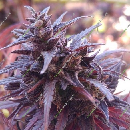 Thai Chi Feminized Marijuana Strain by Ace Seeds For Sale Online at Cannabis Seeds Outlet