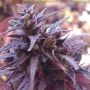 Thai Chi Feminized Marijuana Strain by Ace Seeds For Sale Online at Cannabis Seeds Outlet