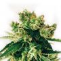 Amnesia Lemon Just Feminized Cannabis Seeds