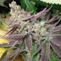 Banana Kush Female Just Feminized Cannabis Seeds