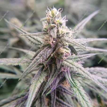 Berry Skunk Marijuana Strain by Our Own Weed Breeders For Sale Online at Cannabis Seeds Outlet