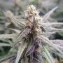 Berry Skunk Marijuana Strain by Our Own Weed Breeders For Sale Online at Cannabis Seeds Outlet