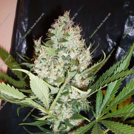 Big Friendly Giant Marijuana Strain by Our Own Weed Breeders For Sale Online at Cannabis Seeds Outlet