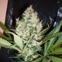 Big Friendly Giant Marijuana Strain by Our Own Weed Breeders For Sale Online at Cannabis Seeds Outlet
